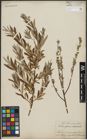 Foto von Salix repens L. x Salix viminalis L.